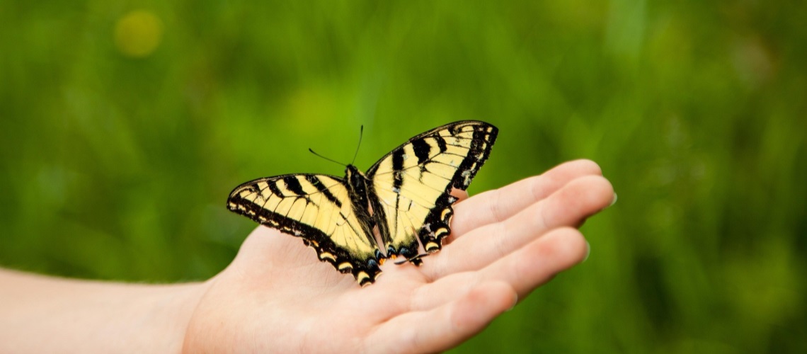 Sommerfugl i barnehand
